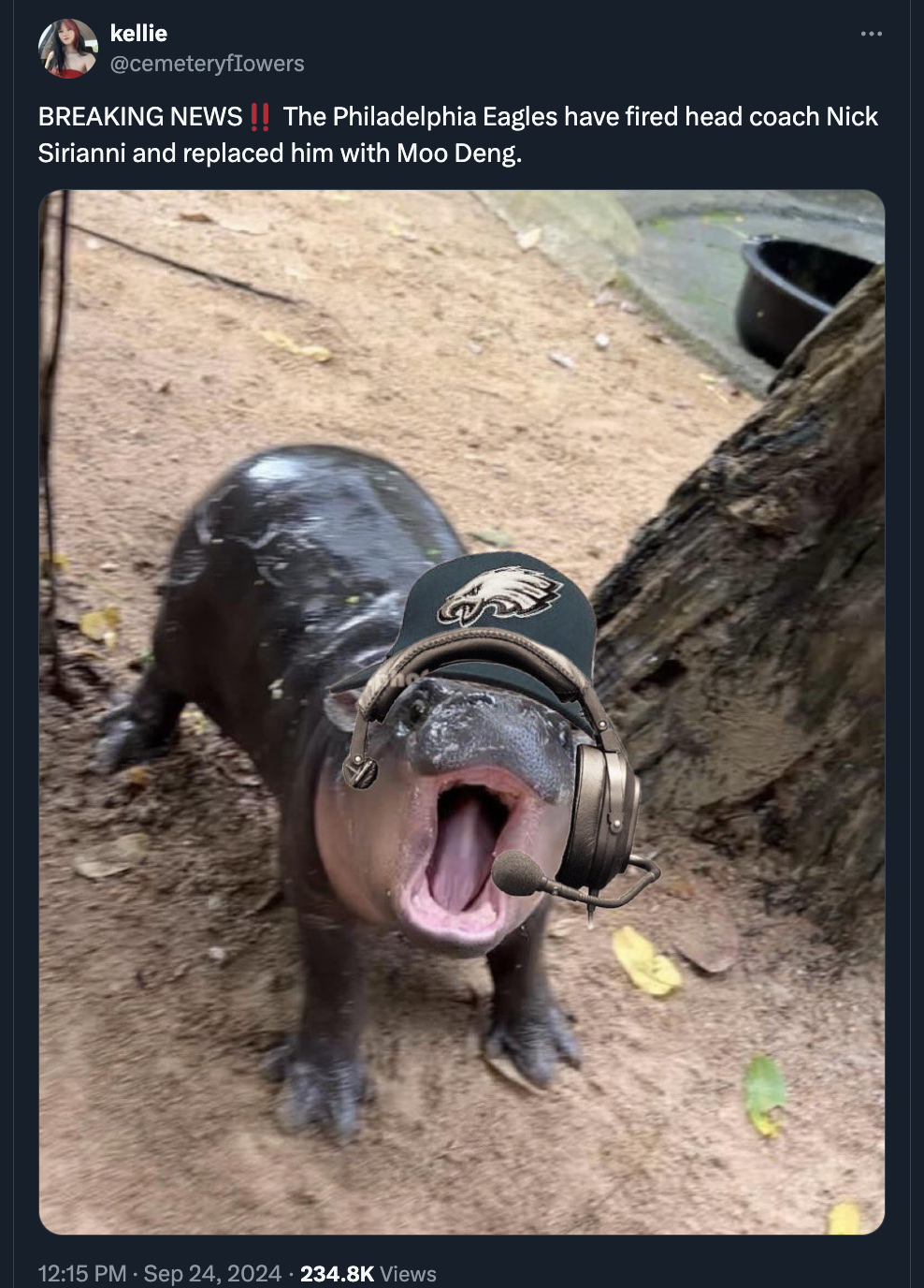 moo deng hippo meme - kellie Breaking News | The Philadelphia Eagles have fired head coach Nick Sirianni and replaced him with Moo Deng. Views